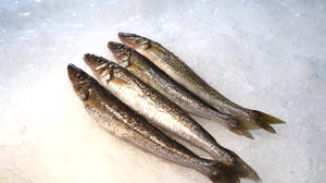 WHOLE KING GEORGE WHITING